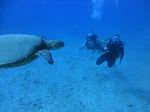 Hawaii Scuba divng 49