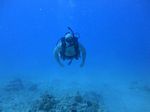 Hawaii Scuba divng 62