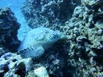 Hawaii Scuba divng 63