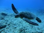 Hawaii Scuba divng 72