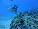 Hawaii Scuba divng 74