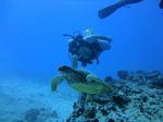 Hawaii Scuba divng 75