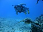 Hawaii Scuba divng 76