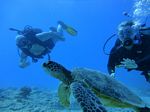 Hawaii Scuba divng 77