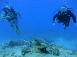 Hawaii Scuba divng 78