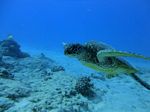 Hawaii Scuba divng 79