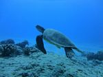 Hawaii Scuba divng 80