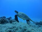 Hawaii Scuba divng 80