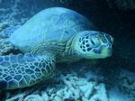 Hawaii Scuba divng 89