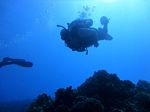 Hawaii Scuba divng 94