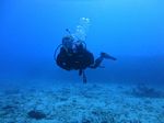 Hawaii Scuba divng 97