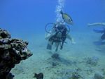 Hawaii Scuba divng 19