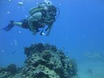 Hawaii Scuba divng 25