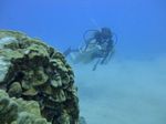 Hawaii Scuba divng 28