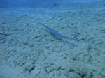 Hawaii Scuba divng 10