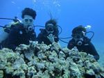 Hawaii Scuba divng 16