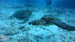 Honolulu Scuba 49