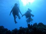 Hawaii Scuba divng 15