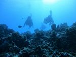 Hawaii Scuba divng 16