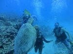 Hawaii Scuba divng 21