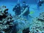 Hawaii Scuba divng 35