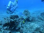 Hawaii Scuba divng 48