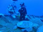 Hawaii Scuba divng 83