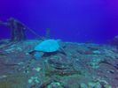 Hawaii Scuba divng 10