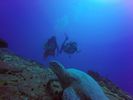 Hawaii Scuba divng 15