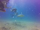 Hawaii Scuba divng 31