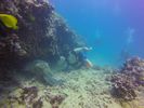 Hawaii Scuba divng 35