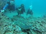 Hawaii Scuba divng 28