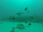 Hawaii Scuba divng 56