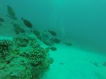 Hawaii Scuba divng 60