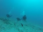 Hawaii Scuba divng 73