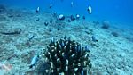 Honolulu Scuba 01