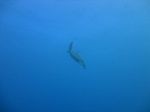 Hawaii Scuba divng 20