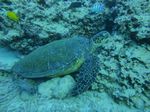 Hawaii Scuba divng 21
