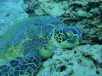 Hawaii Scuba divng 22