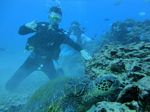Hawaii Scuba divng 24