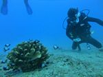 Hawaii Scuba divng 32