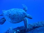 Hawaii Scuba divng 20