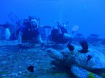 Hawaii Scuba divng 39