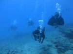 Hawaii Scuba divng 51