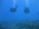 Hawaii Scuba divng 56