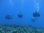 Hawaii Scuba divng 67