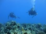 Hawaii Scuba divng 68