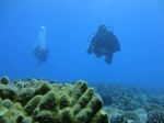 Hawaii Scuba divng 69