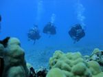 Hawaii Scuba divng 73