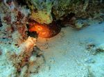 Hawaii Scuba divng 94